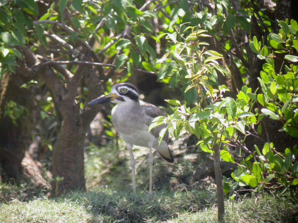 Great Thick-knee - ML185520221