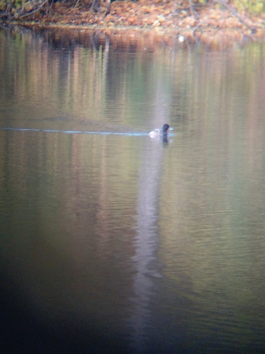 Lesser Scaup - ML185520521