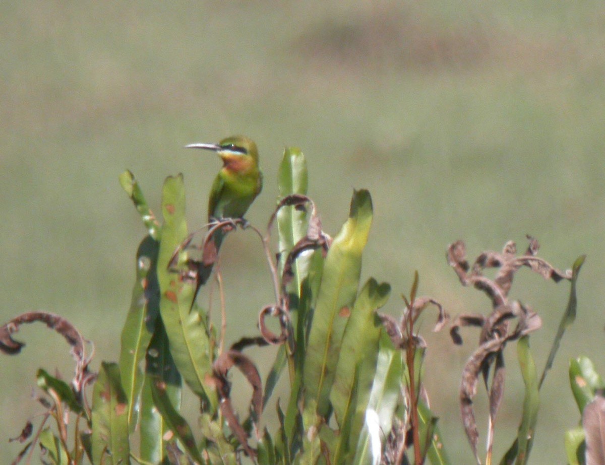 Blue-tailed Bee-eater - ML185520651