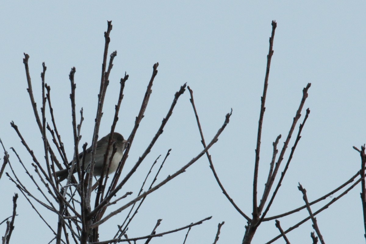 Юнко сірий (підвид hyemalis/carolinensis) - ML185522641