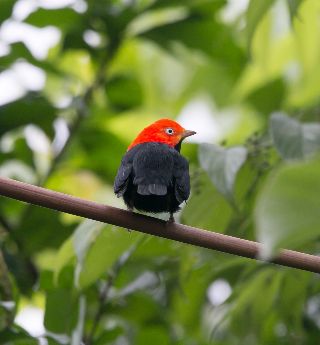 Red-capped Manakin - Isaias Morataya