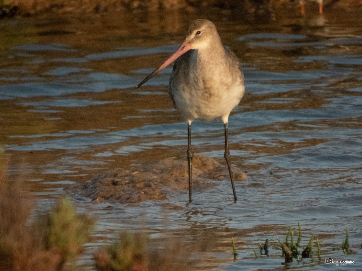 Black-tailed Godwit - ML185523851