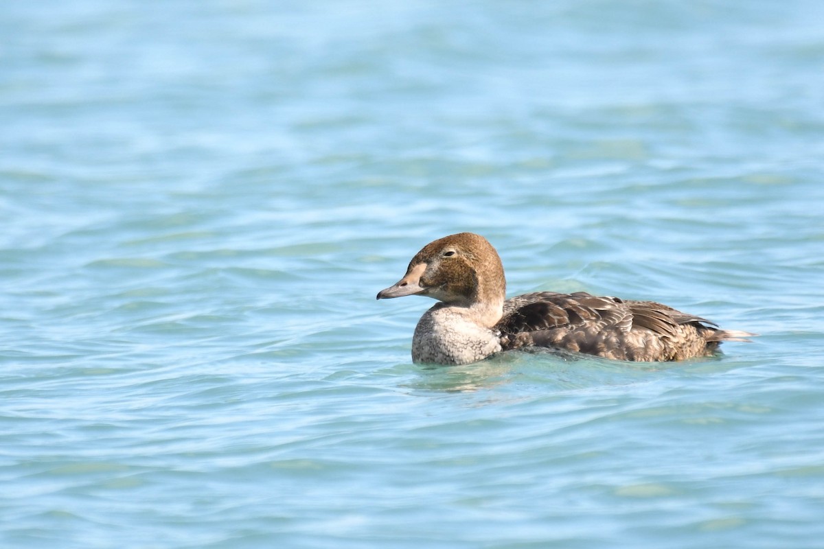 Eider à tête grise - ML185524661