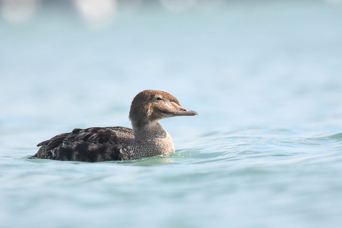 Eider à tête grise - ML185524671