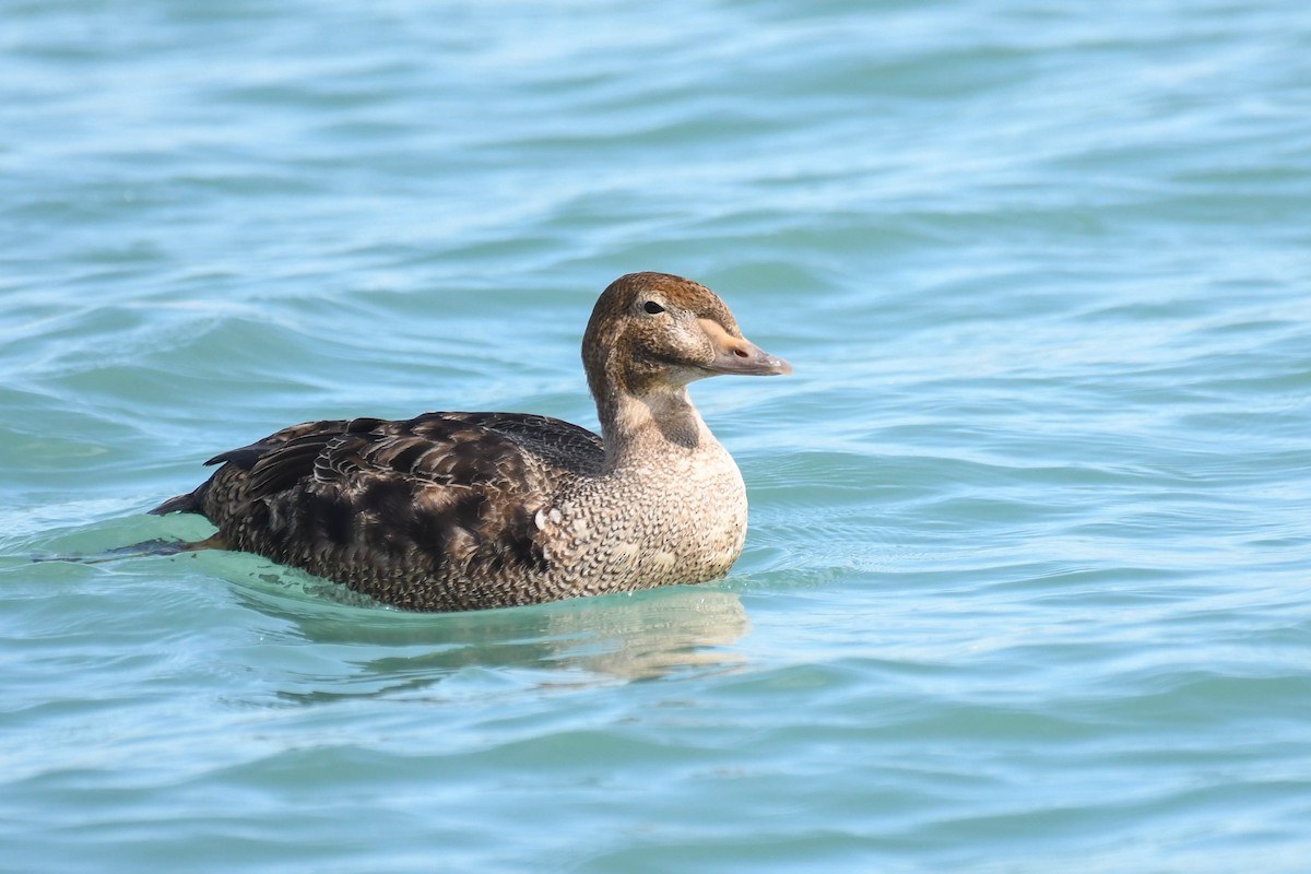 Eider à tête grise - ML185524681