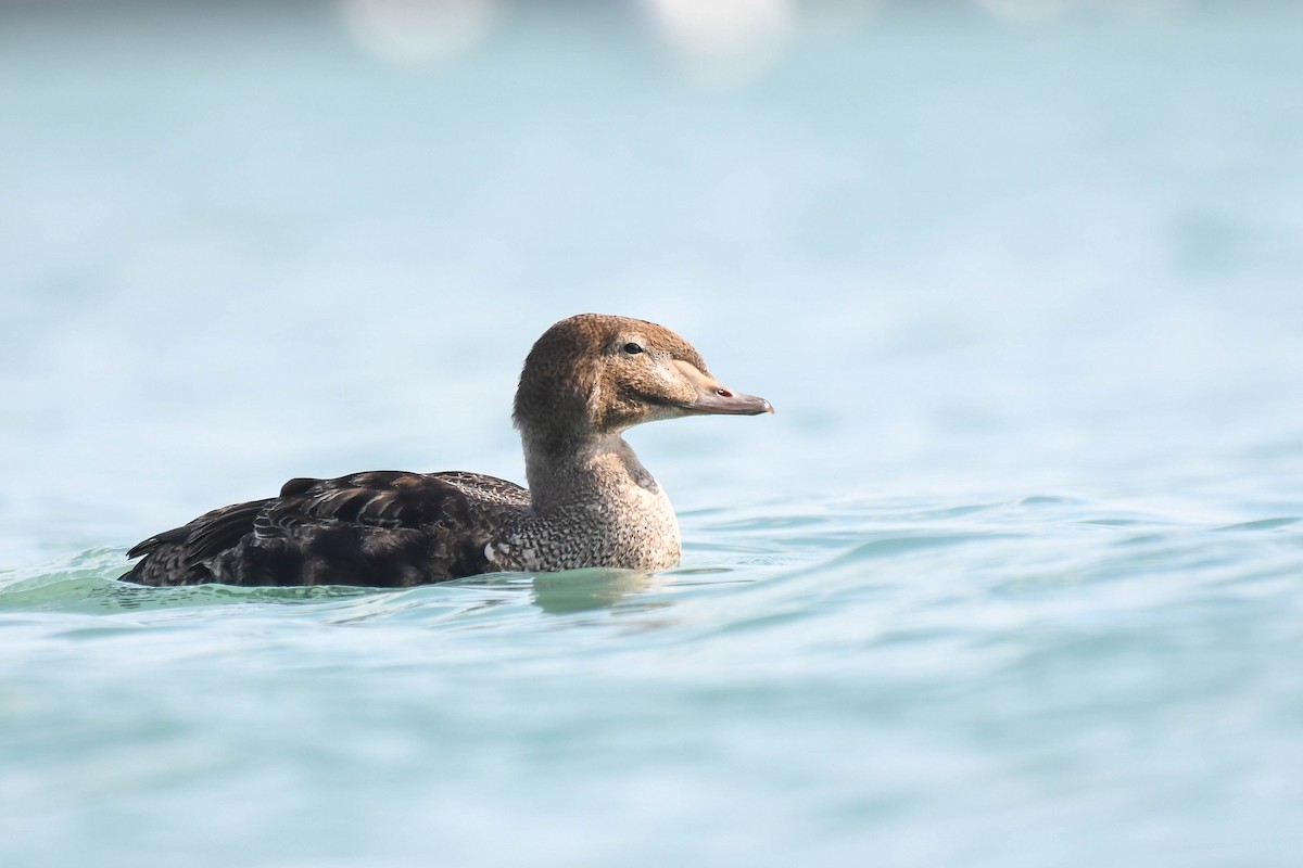 Eider à tête grise - ML185524701