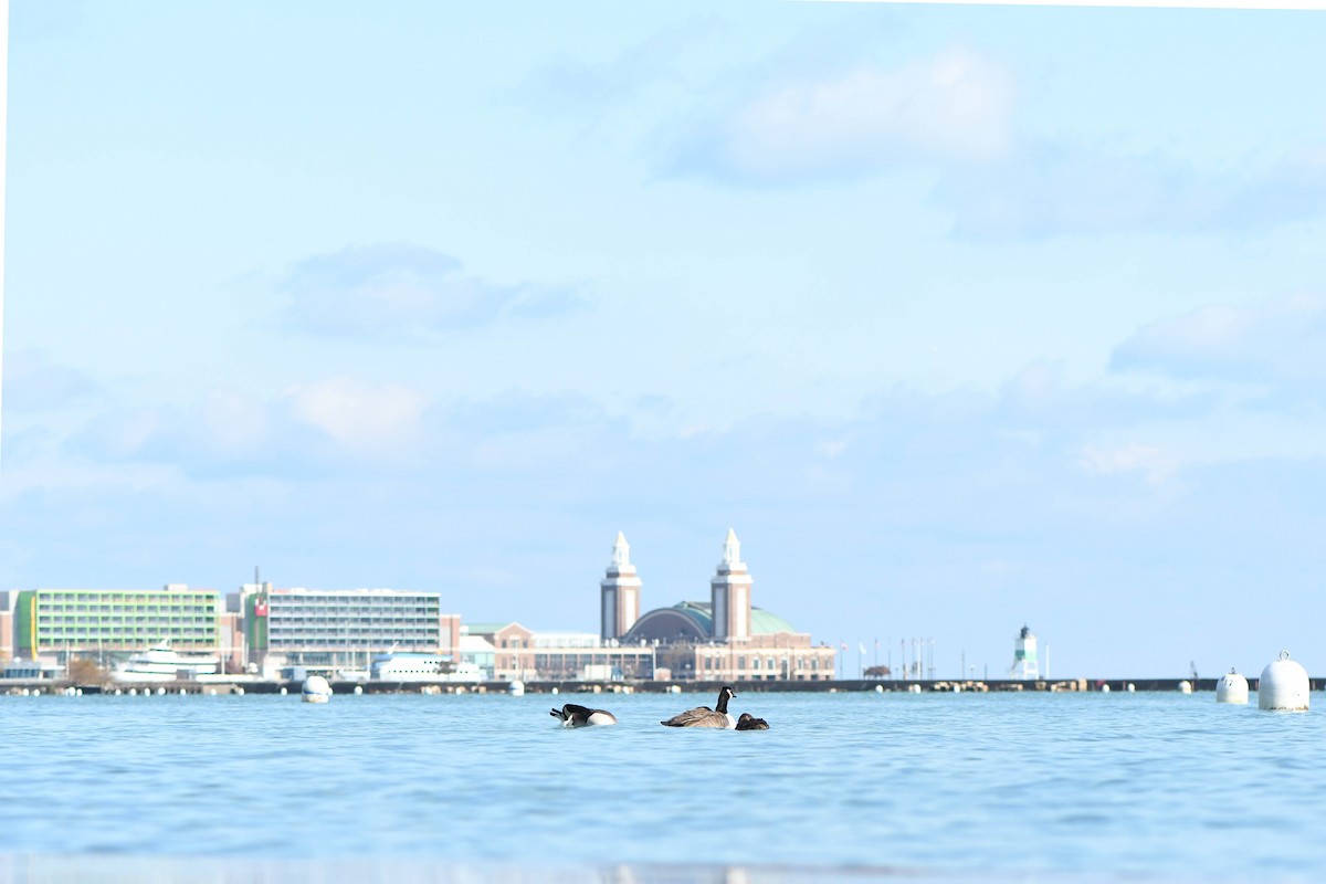 Eider à tête grise - ML185524711