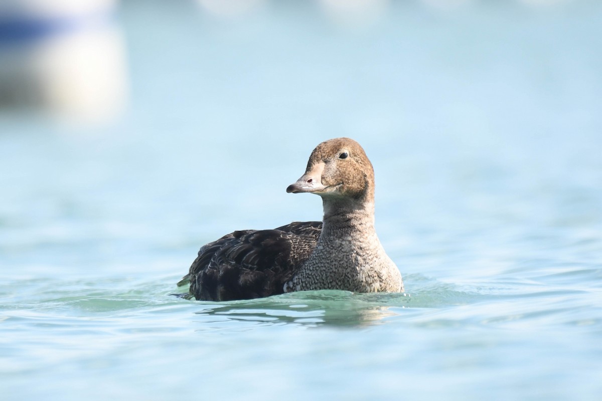 Eider à tête grise - ML185524751