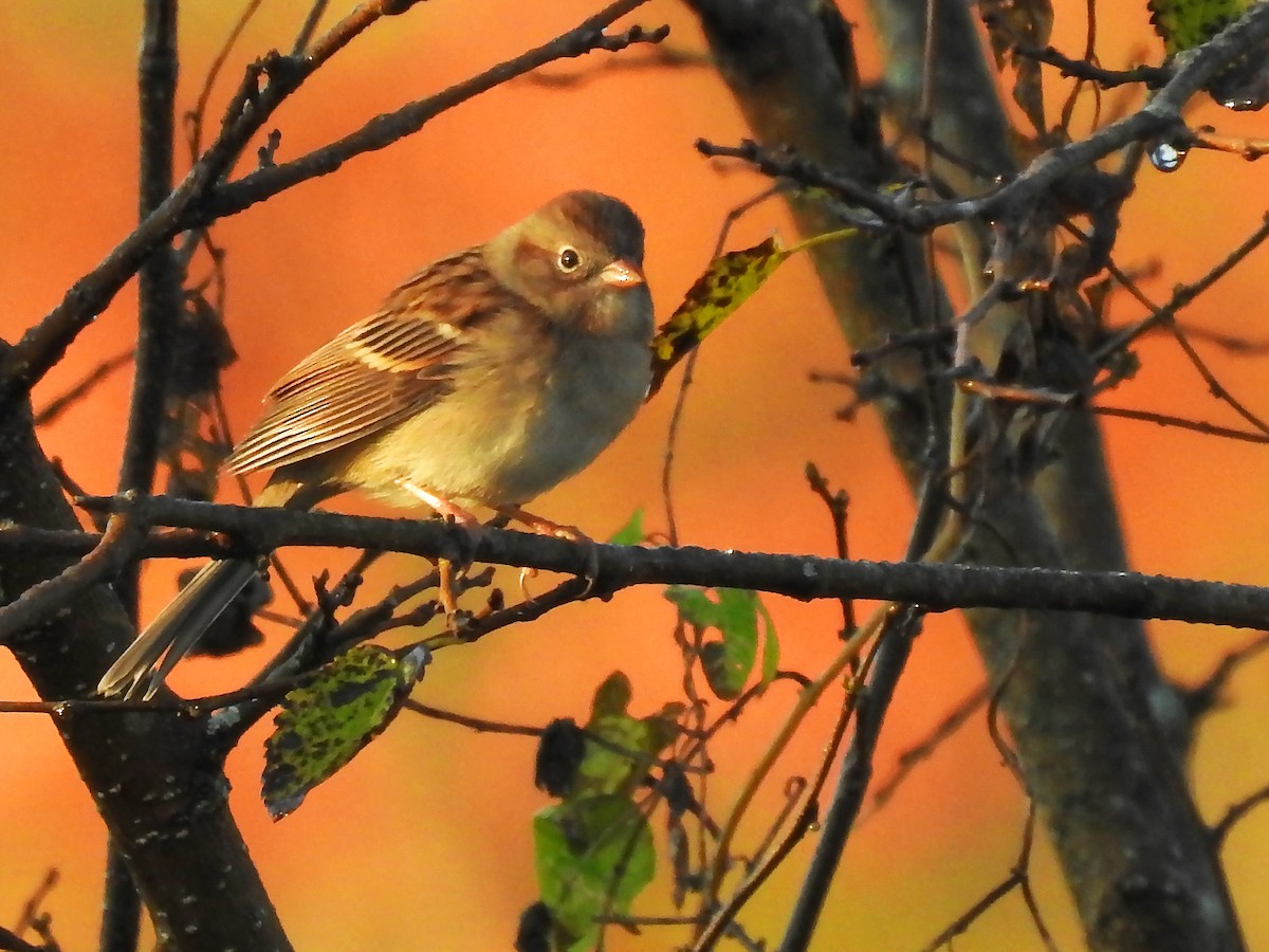 Field Sparrow - ML185524771