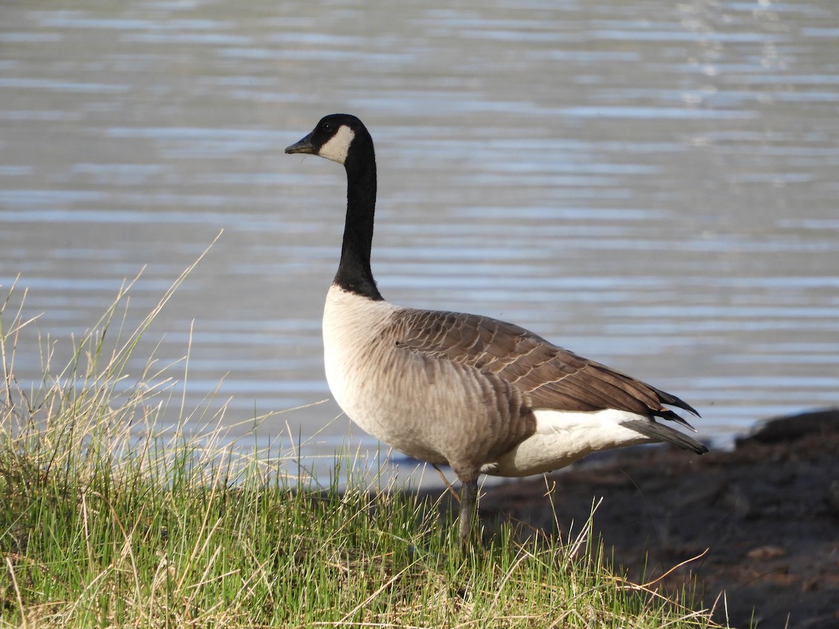 Barnacla Canadiense Grande - ML185524781