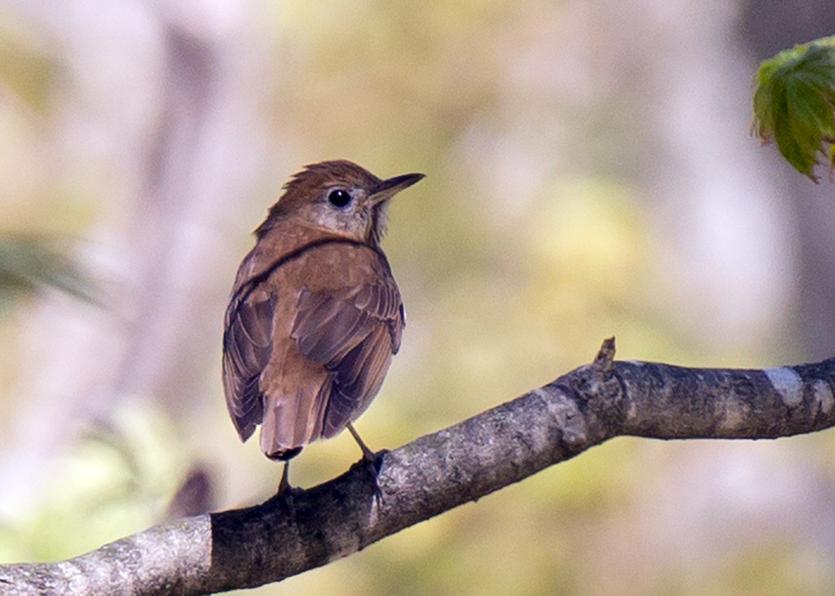 Veery - ML185526891