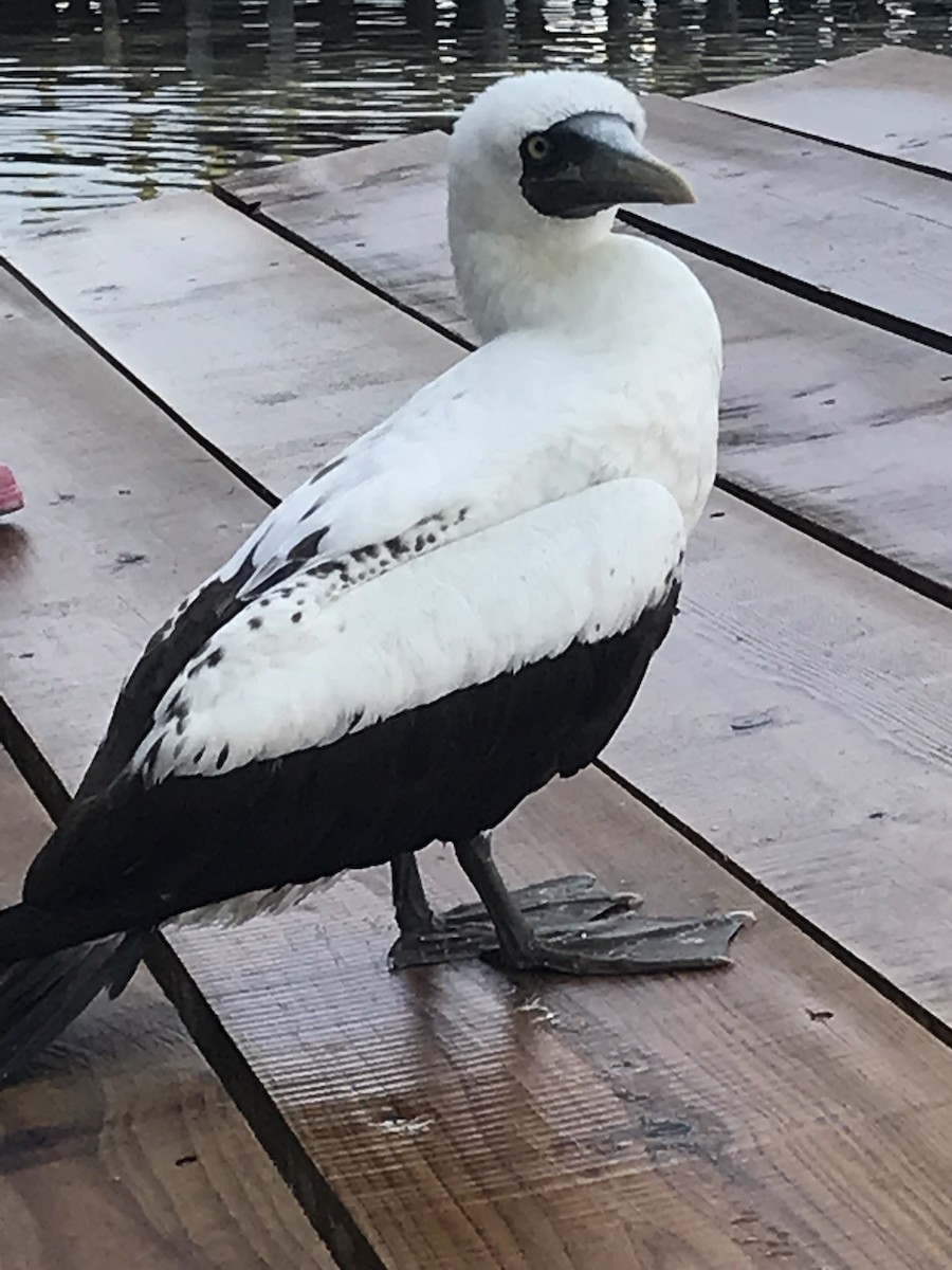 Masked Booby - ML185527111
