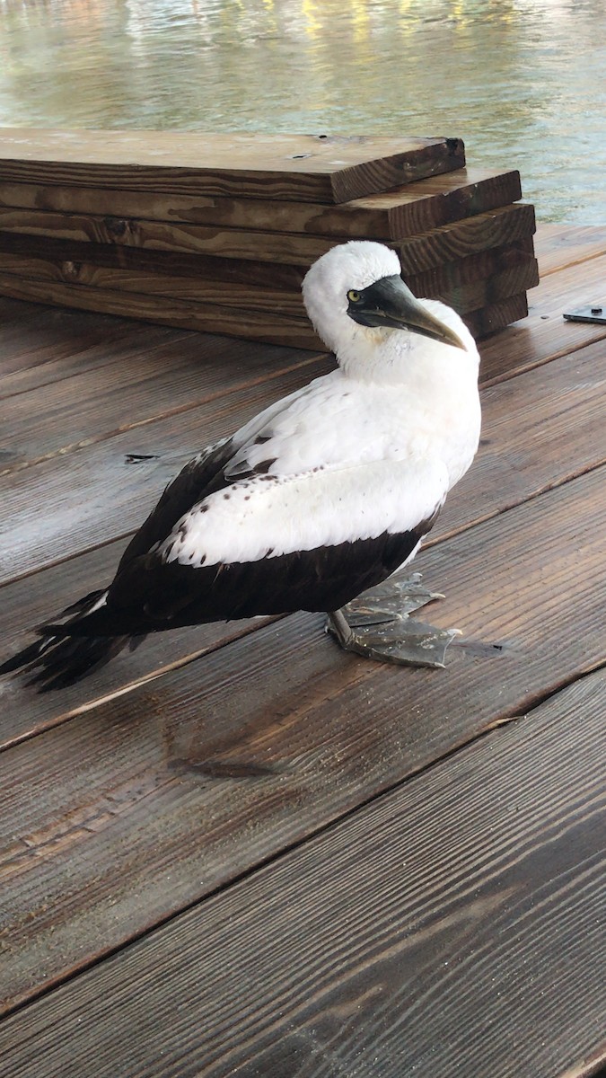 Masked Booby - ML185527171