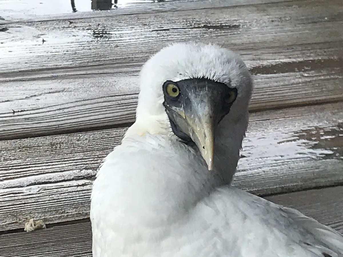 Masked Booby - ML185527191
