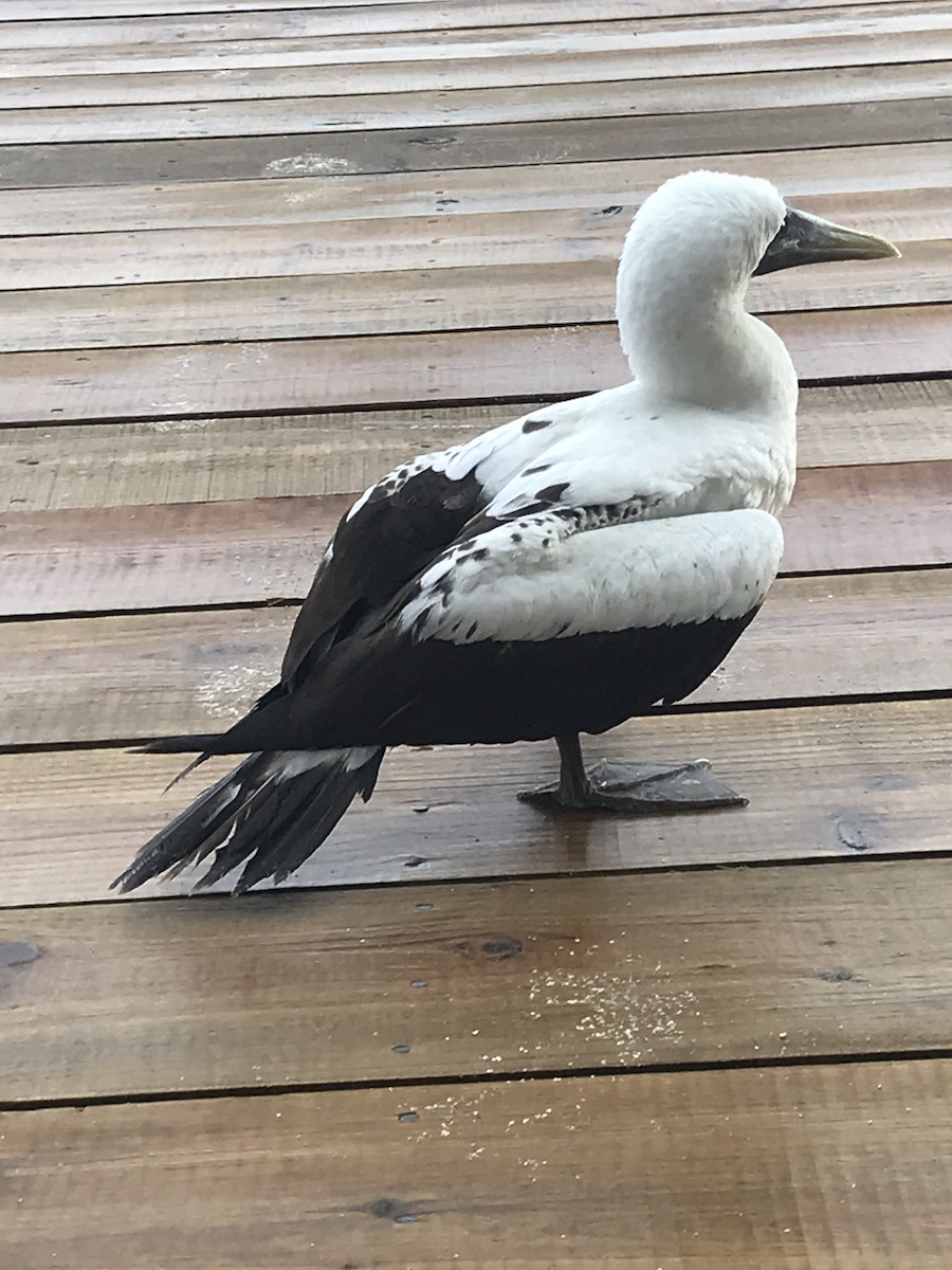 Masked Booby - ML185527211
