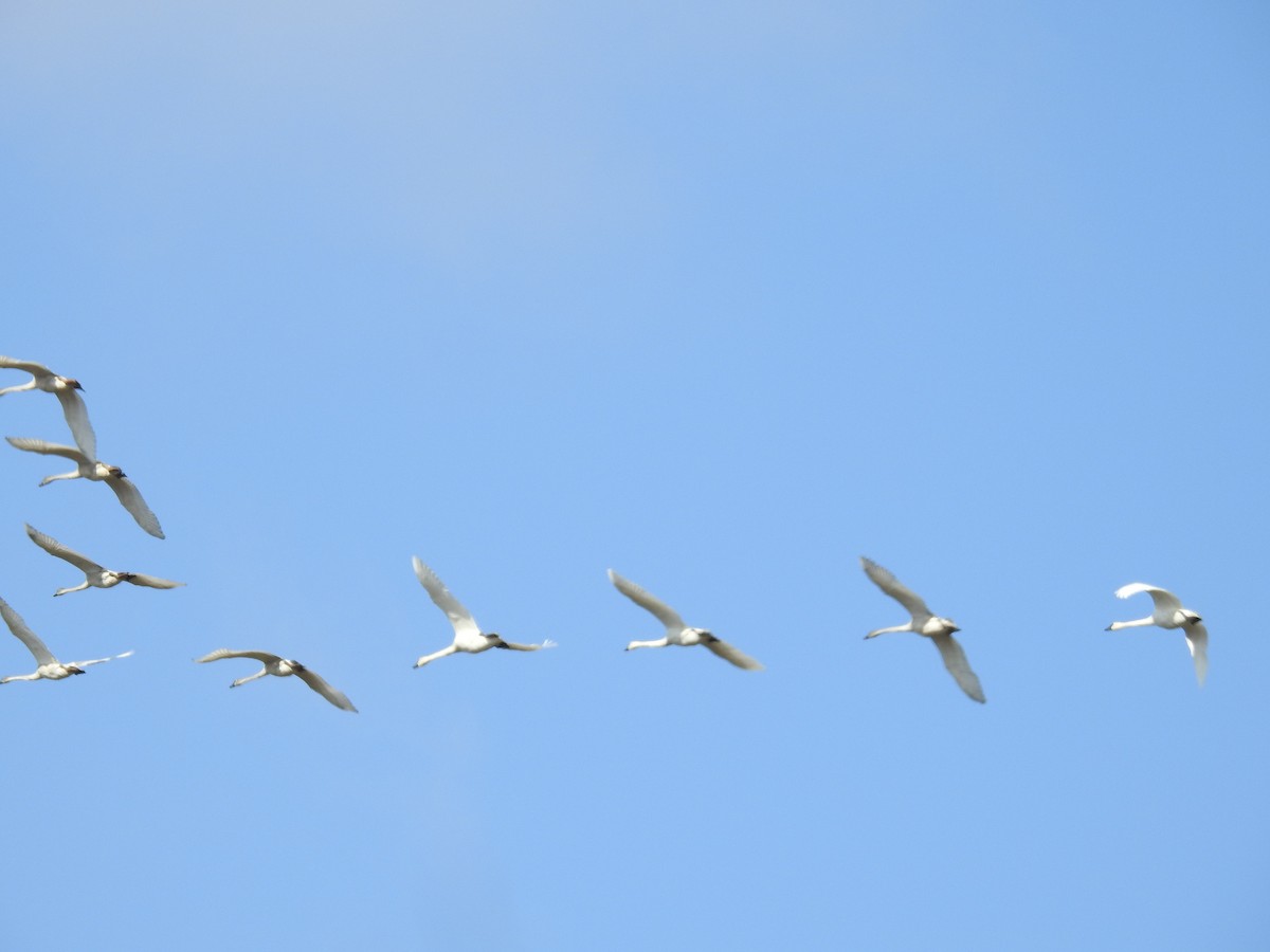Trumpeter Swan - ML185527471