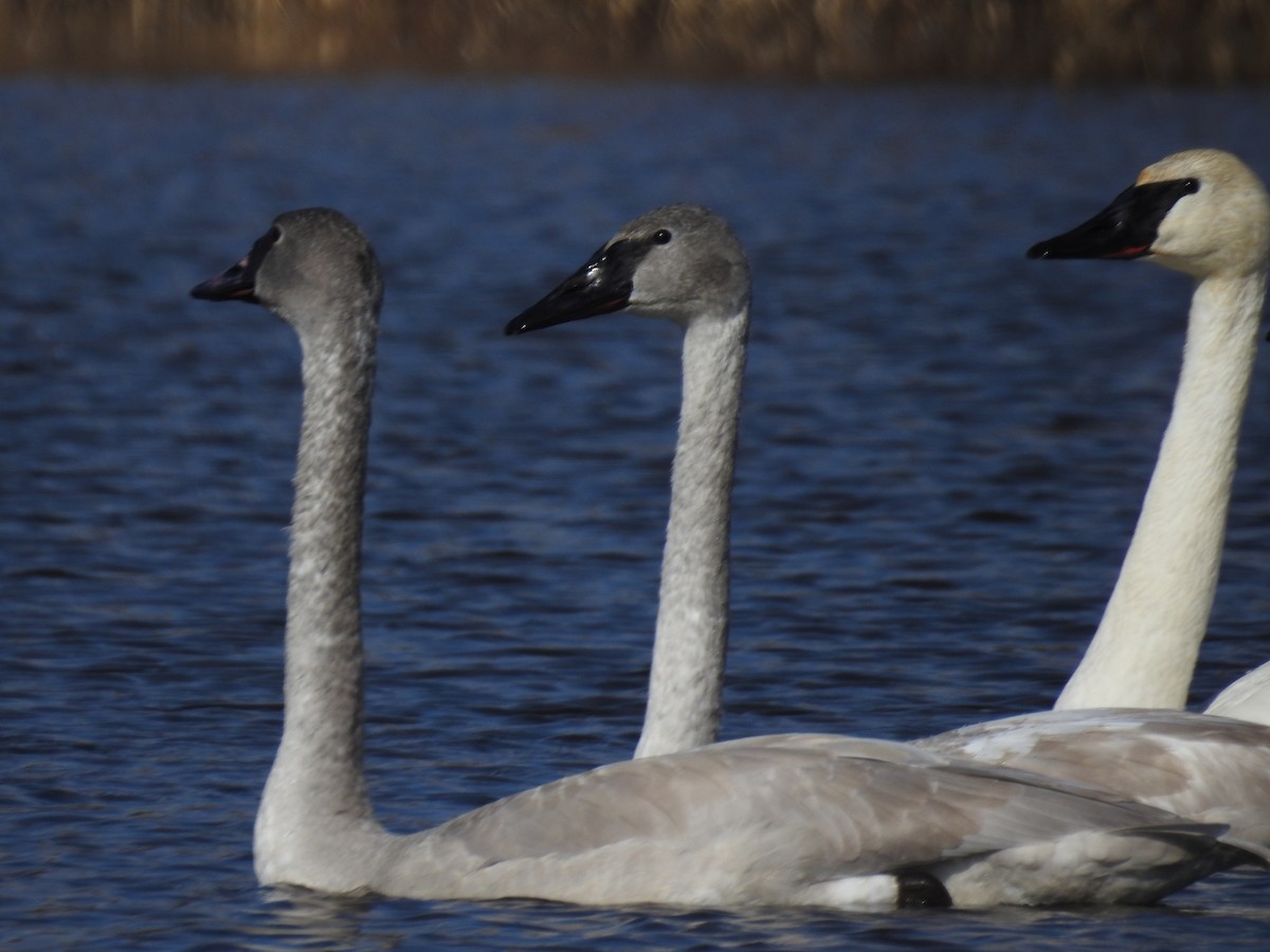 Trumpeter Swan - ML185527521