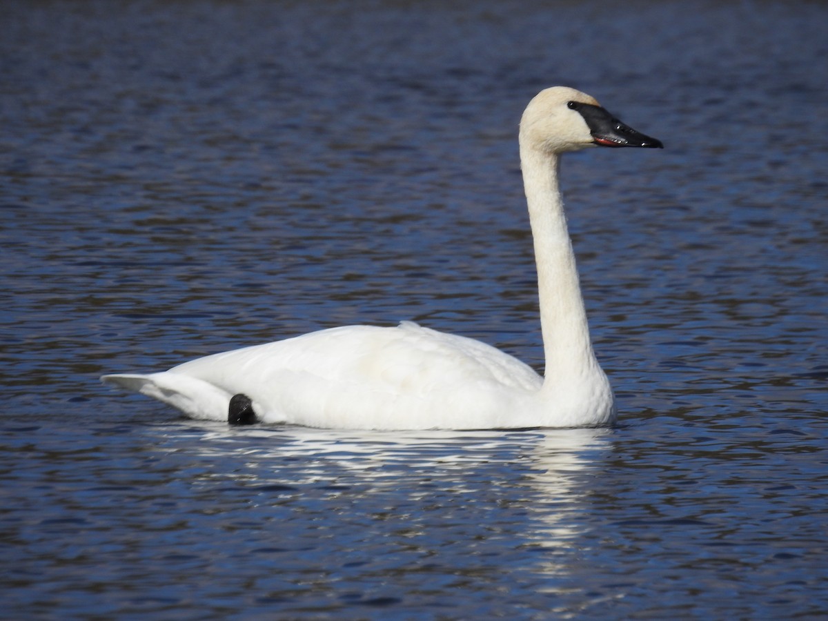 Trumpeter Swan - ML185527531