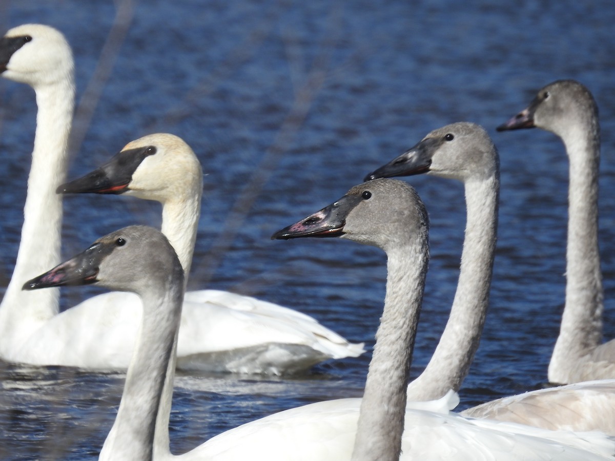 Trumpeter Swan - ML185527541