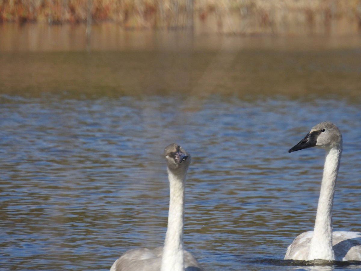 Trumpeter Swan - ML185527551
