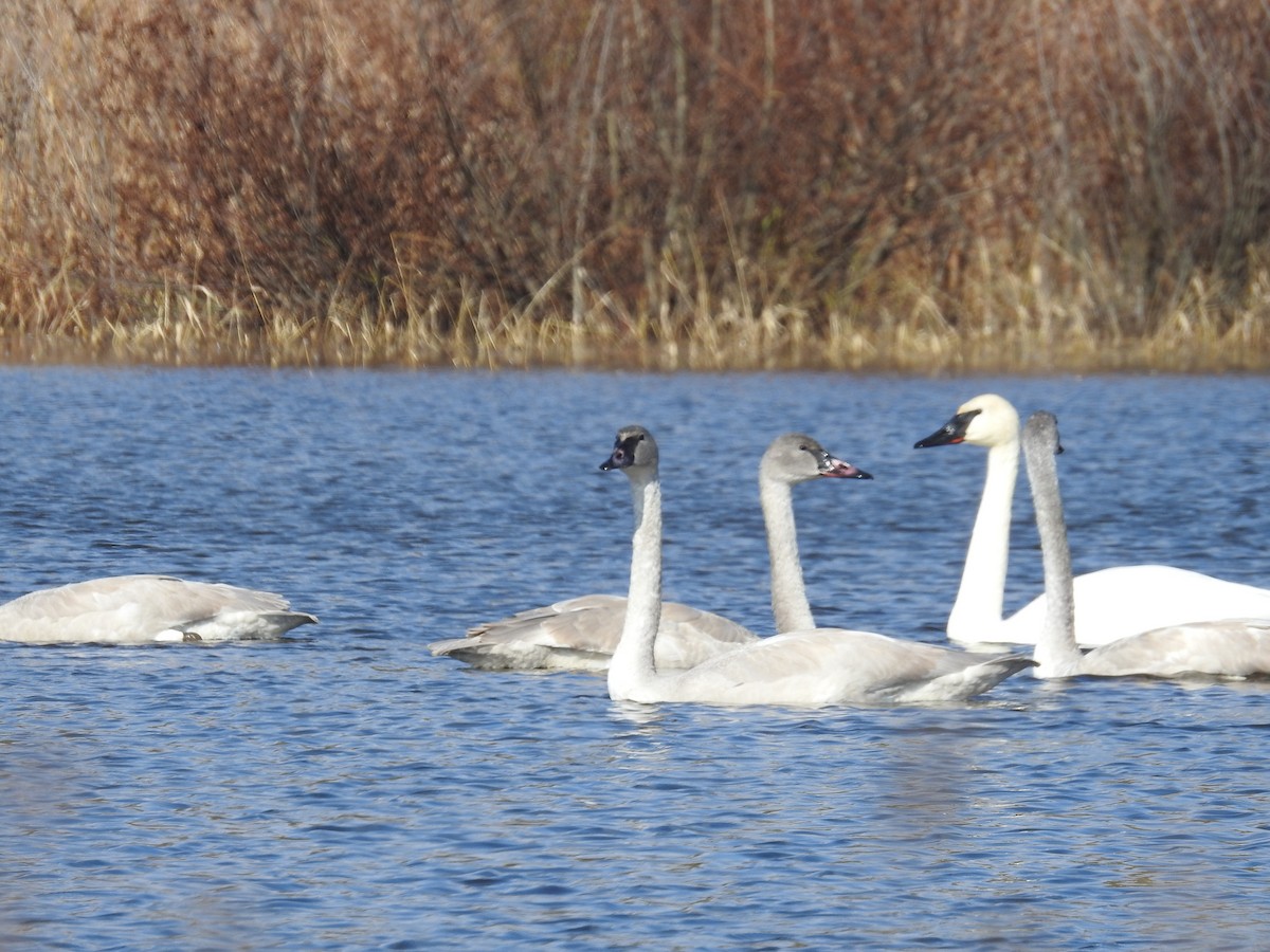Trumpeter Swan - ML185527571