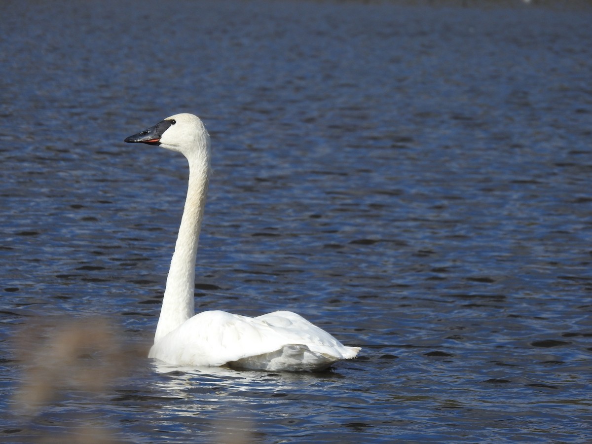 Trumpeter Swan - ML185527581