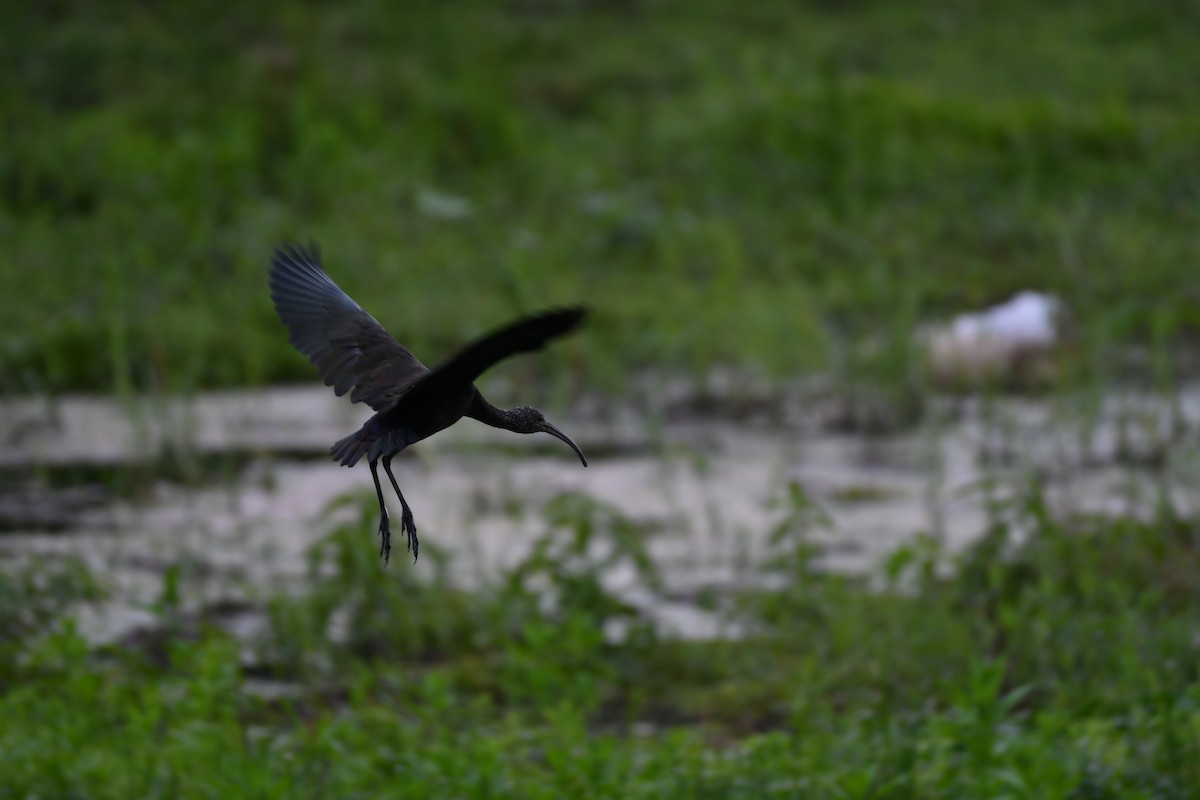 Glossy Ibis - ML185530921