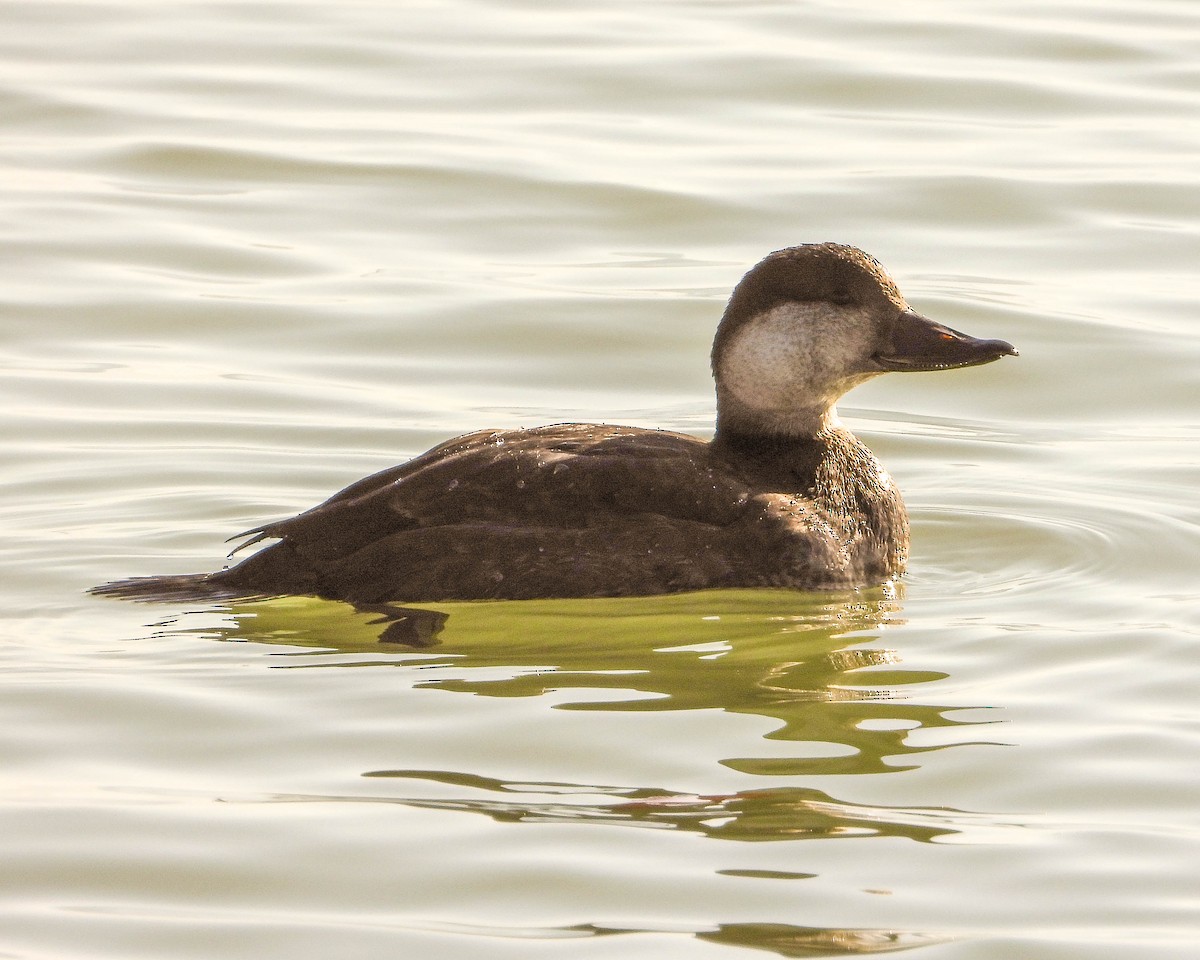 Black Scoter - Spencer Covert