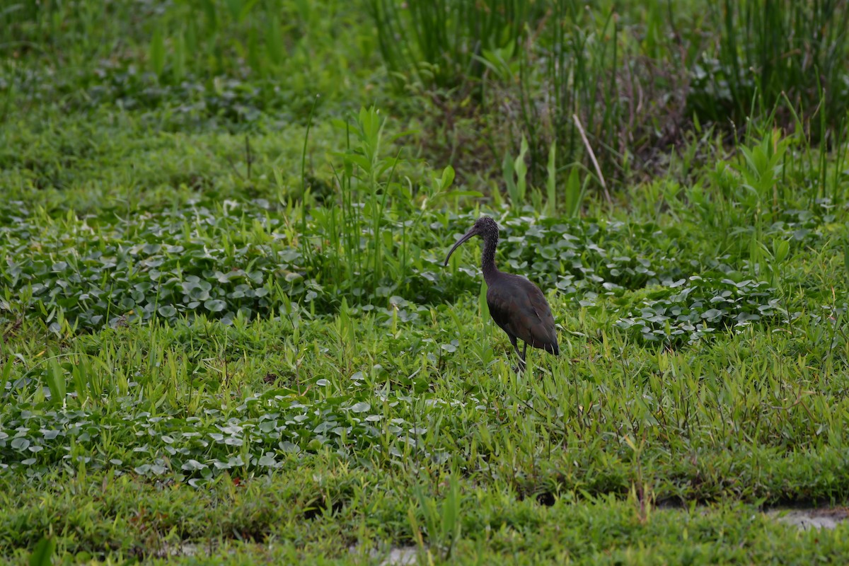 Glossy Ibis - ML185532061