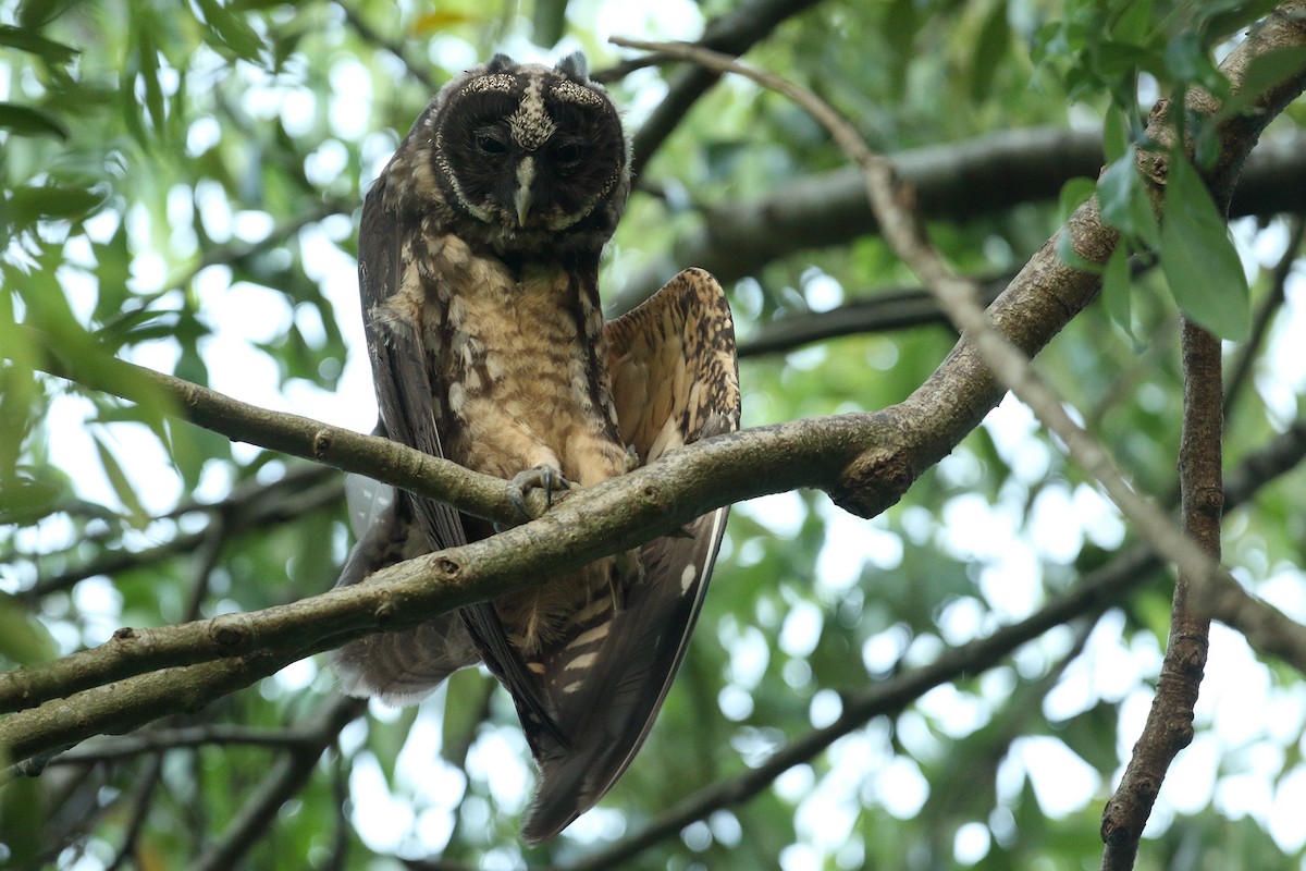 Hibou maître-bois - ML185532371