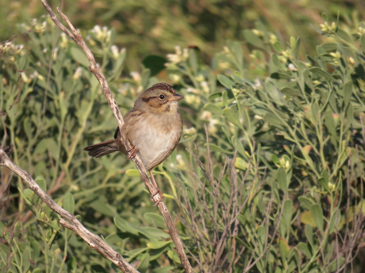 Swamp Sparrow - ML185534001