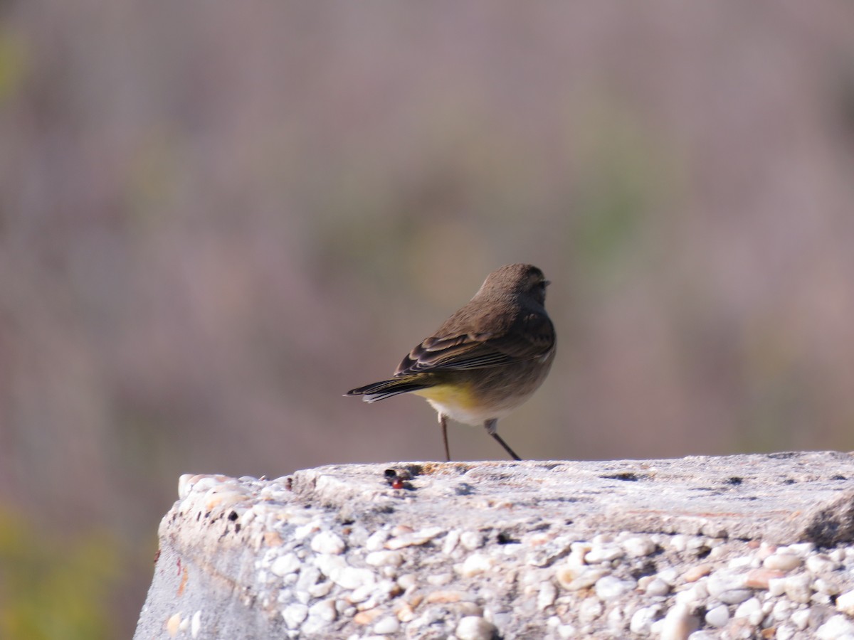 Palm Warbler - ML185534151