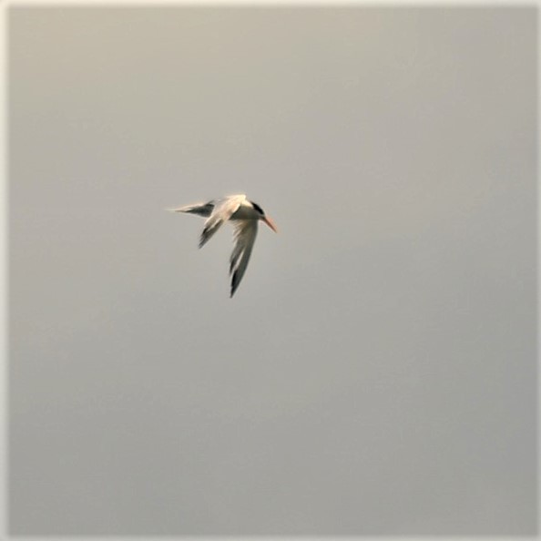 Elegant Tern - ML185534171