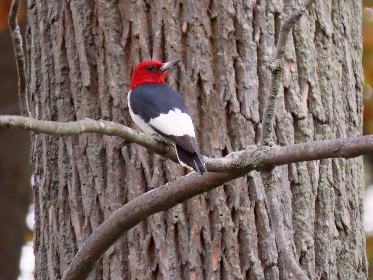 Red-headed Woodpecker - Thomas Riley