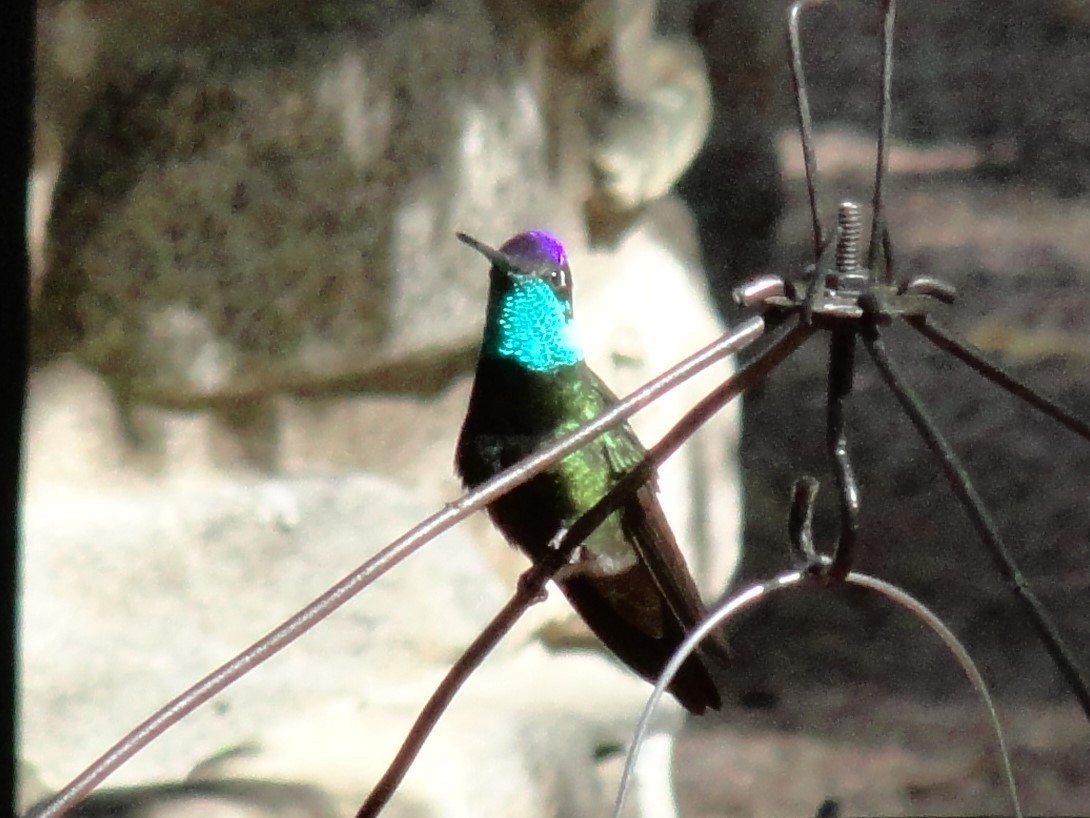 Rivoli's Hummingbird - ML185535761