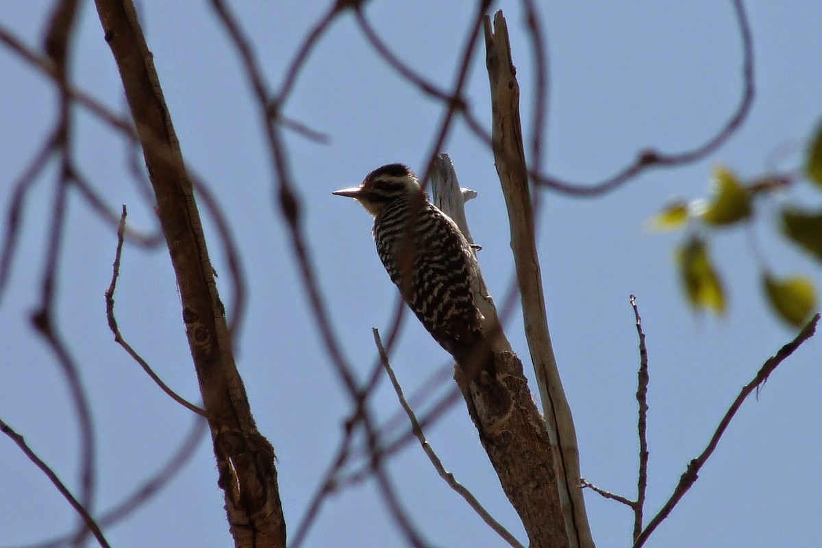 Ladder-backed Woodpecker - ML185536211