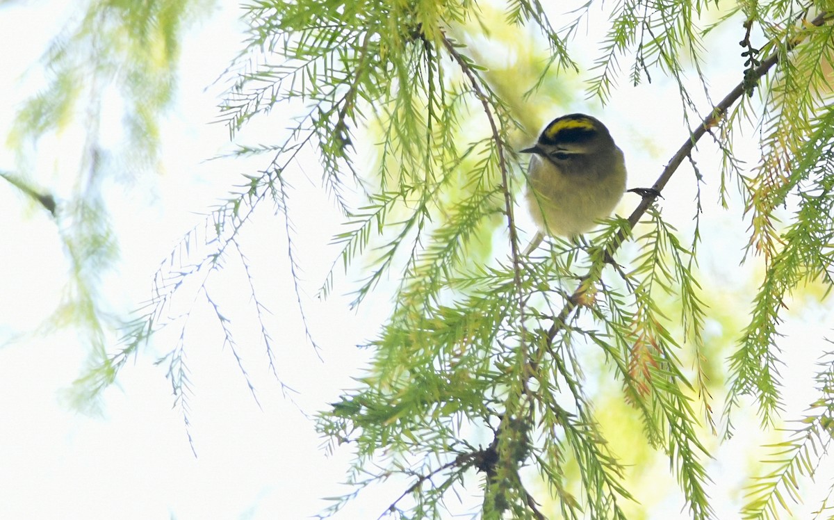 Golden-crowned Kinglet - ML185536721