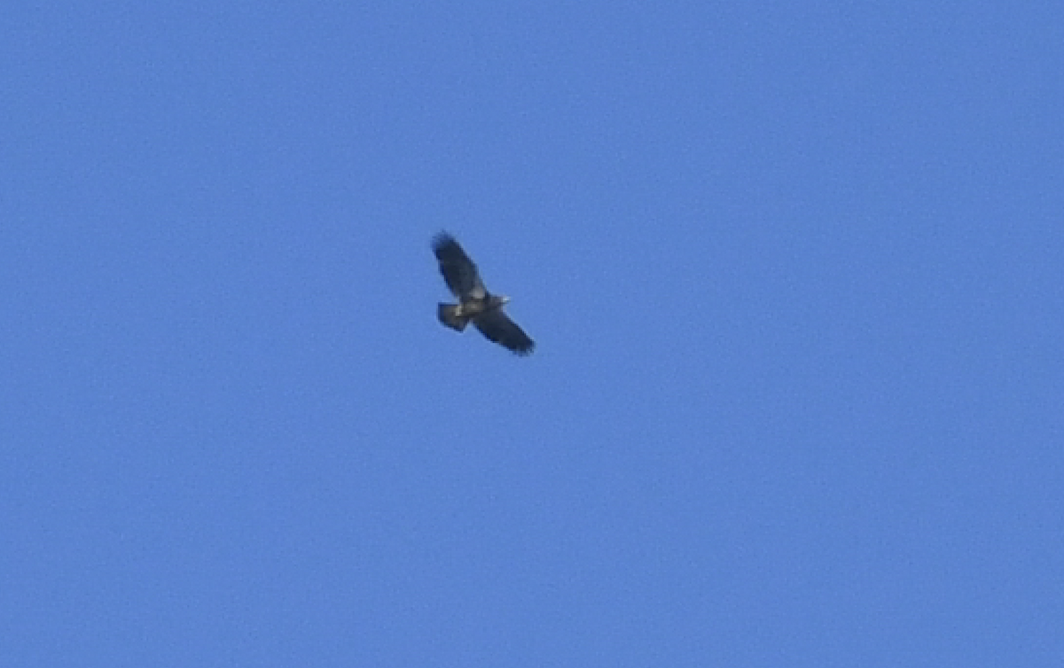 Bald Eagle - ML185536731
