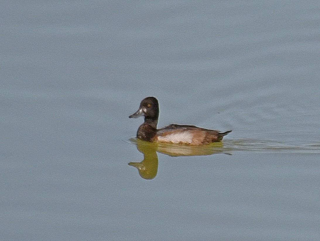 Lesser Scaup - ML185540091