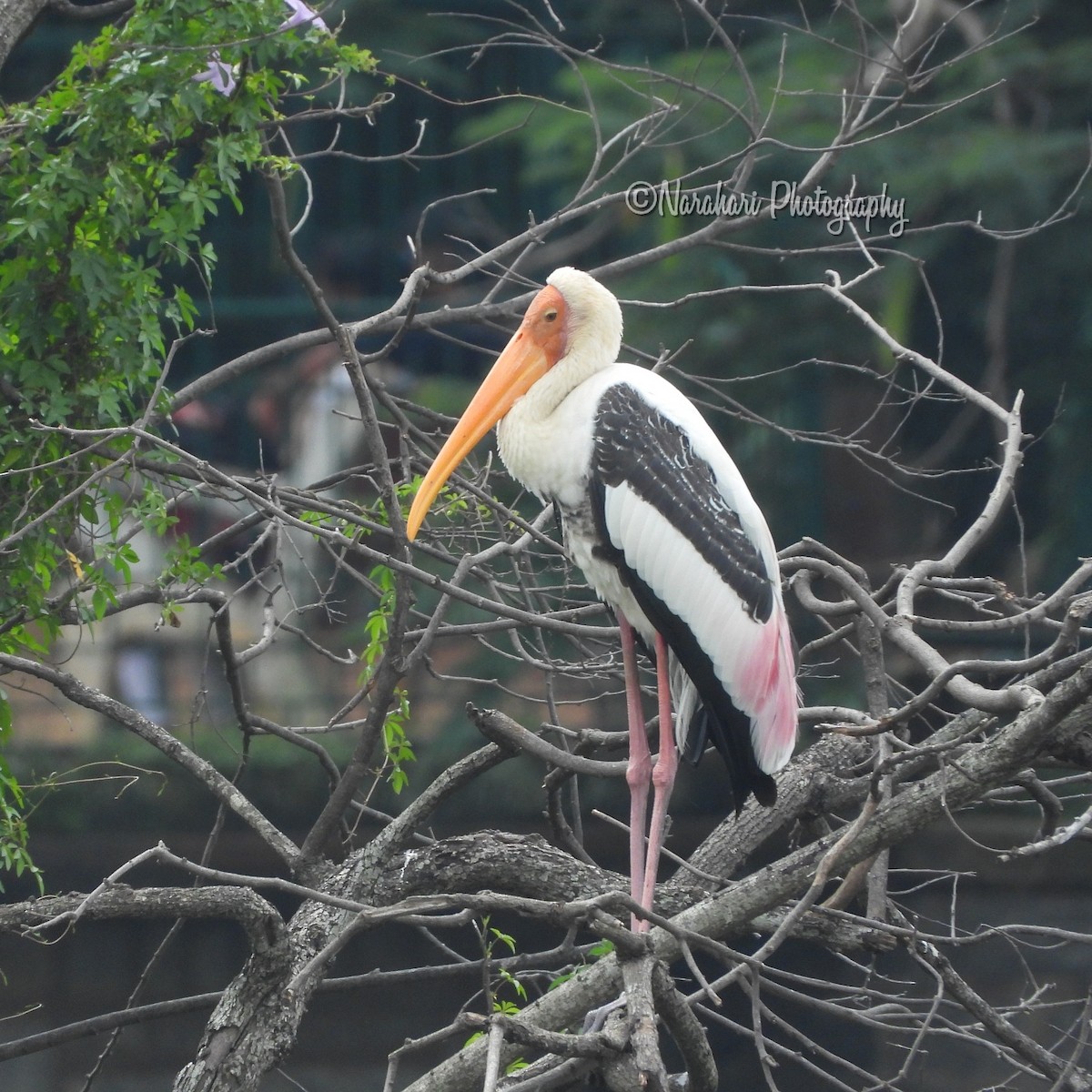 Painted Stork - Narahari M P