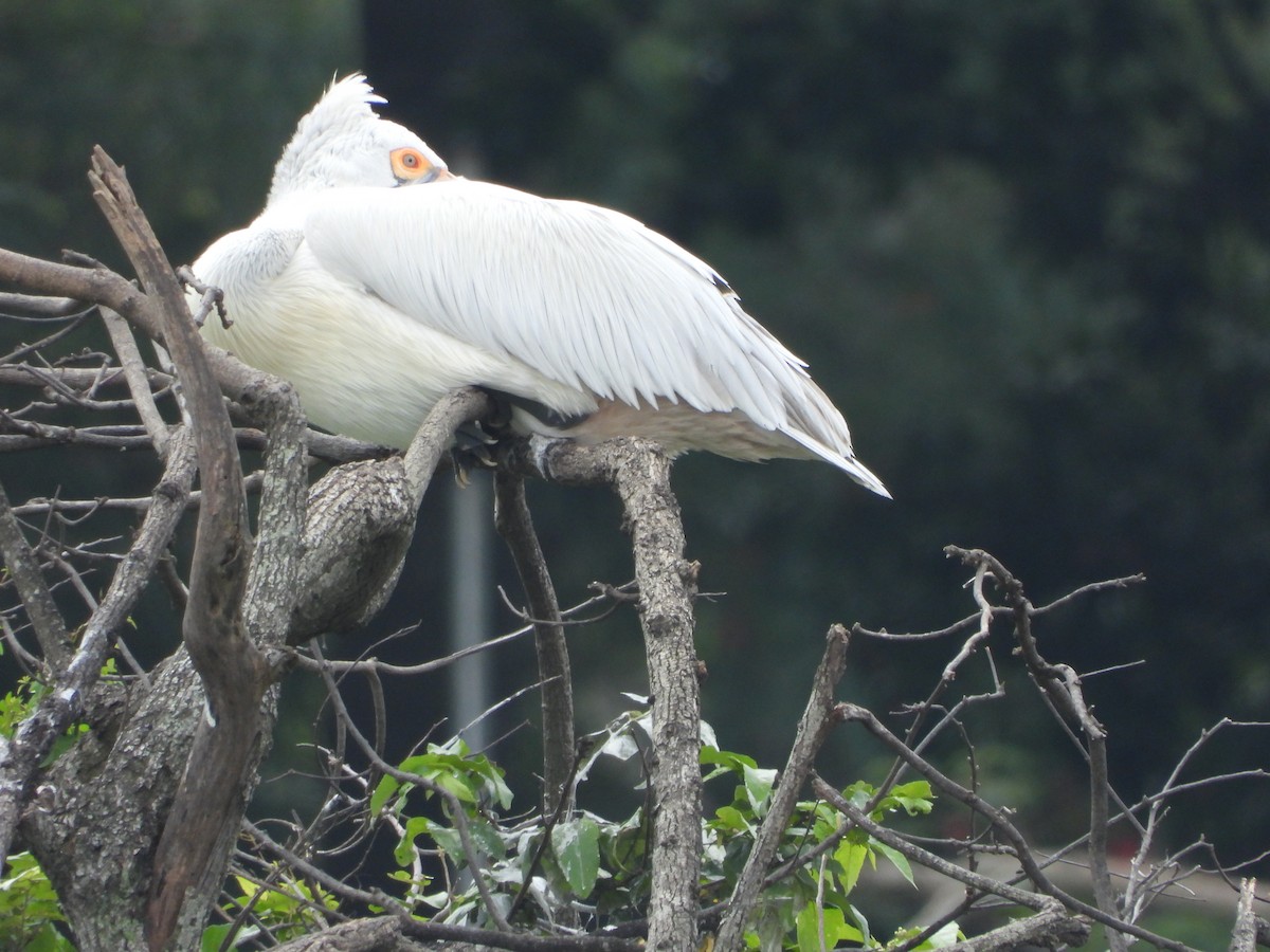 Spot-billed Pelican - ML185540791