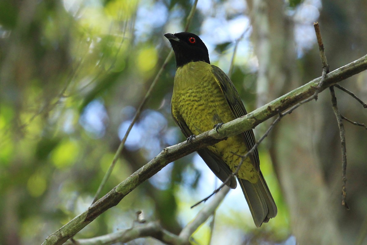 Black-headed Berryeater - Estevão Freitas Santos