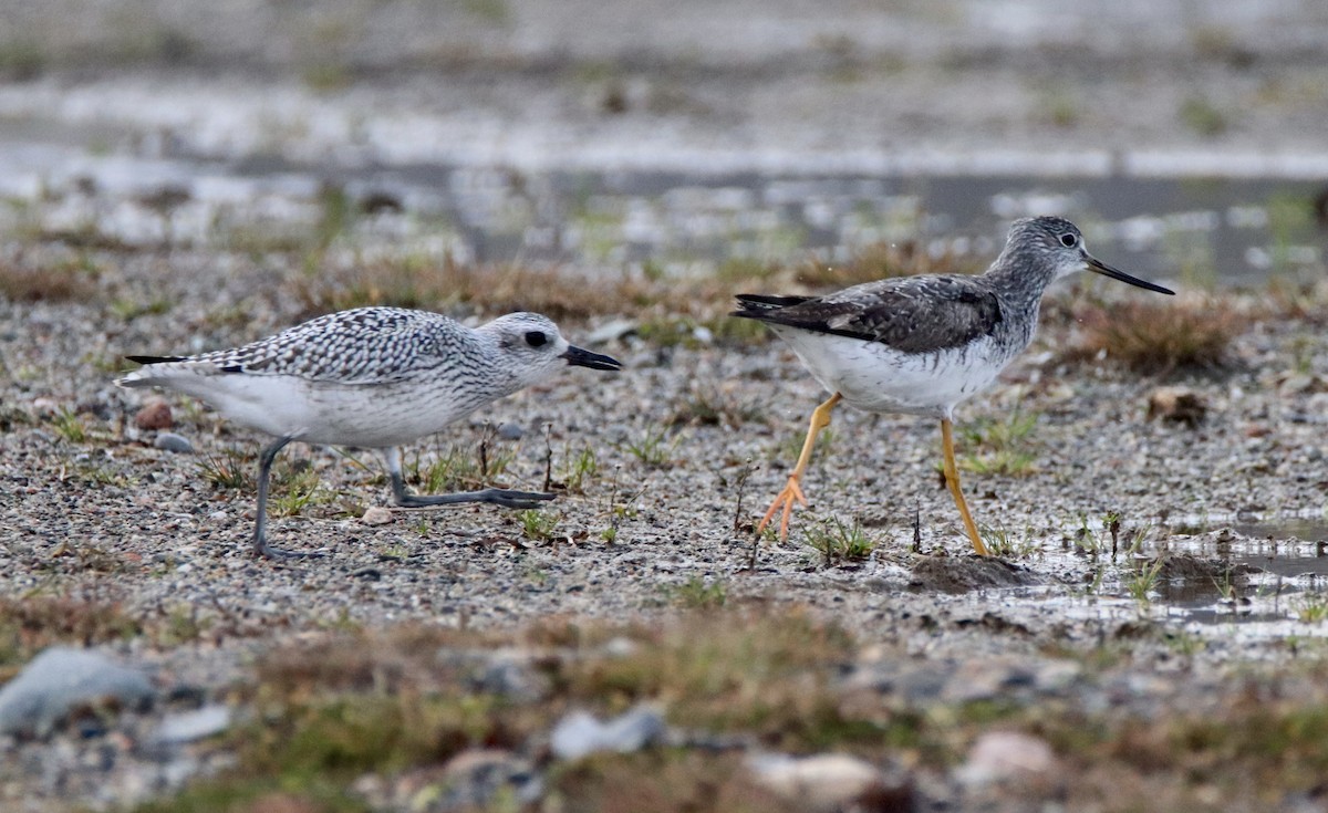 Black-bellied Plover - ML185543181