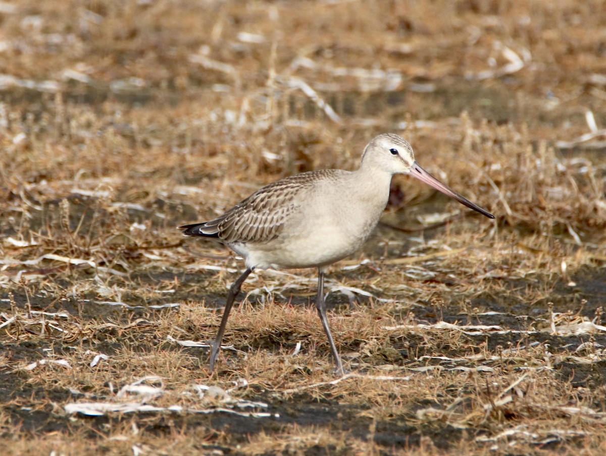 Hudsonian Godwit - ML185543731