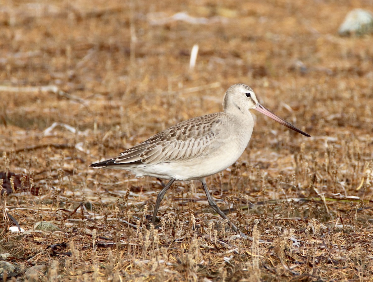 Hudsonian Godwit - ML185543771