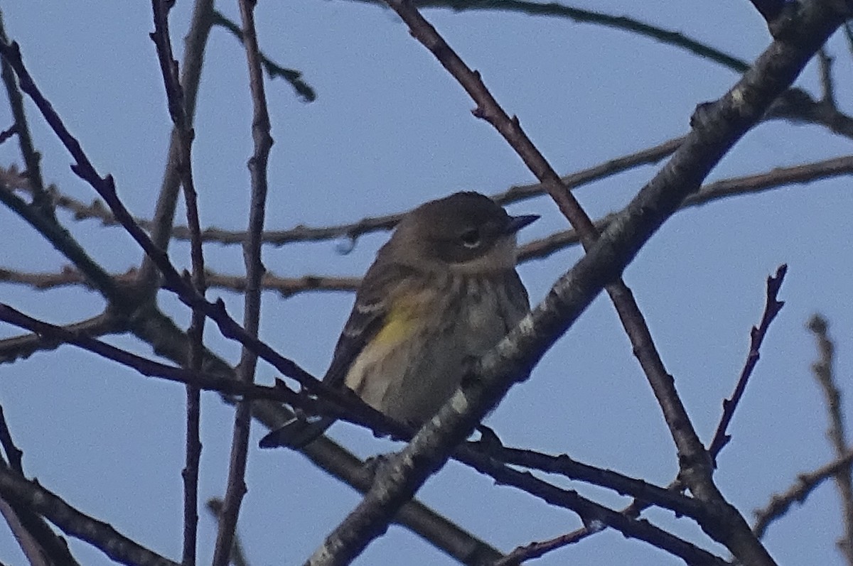 Пісняр-лісовик жовтогузий (підвид coronata) - ML185543921