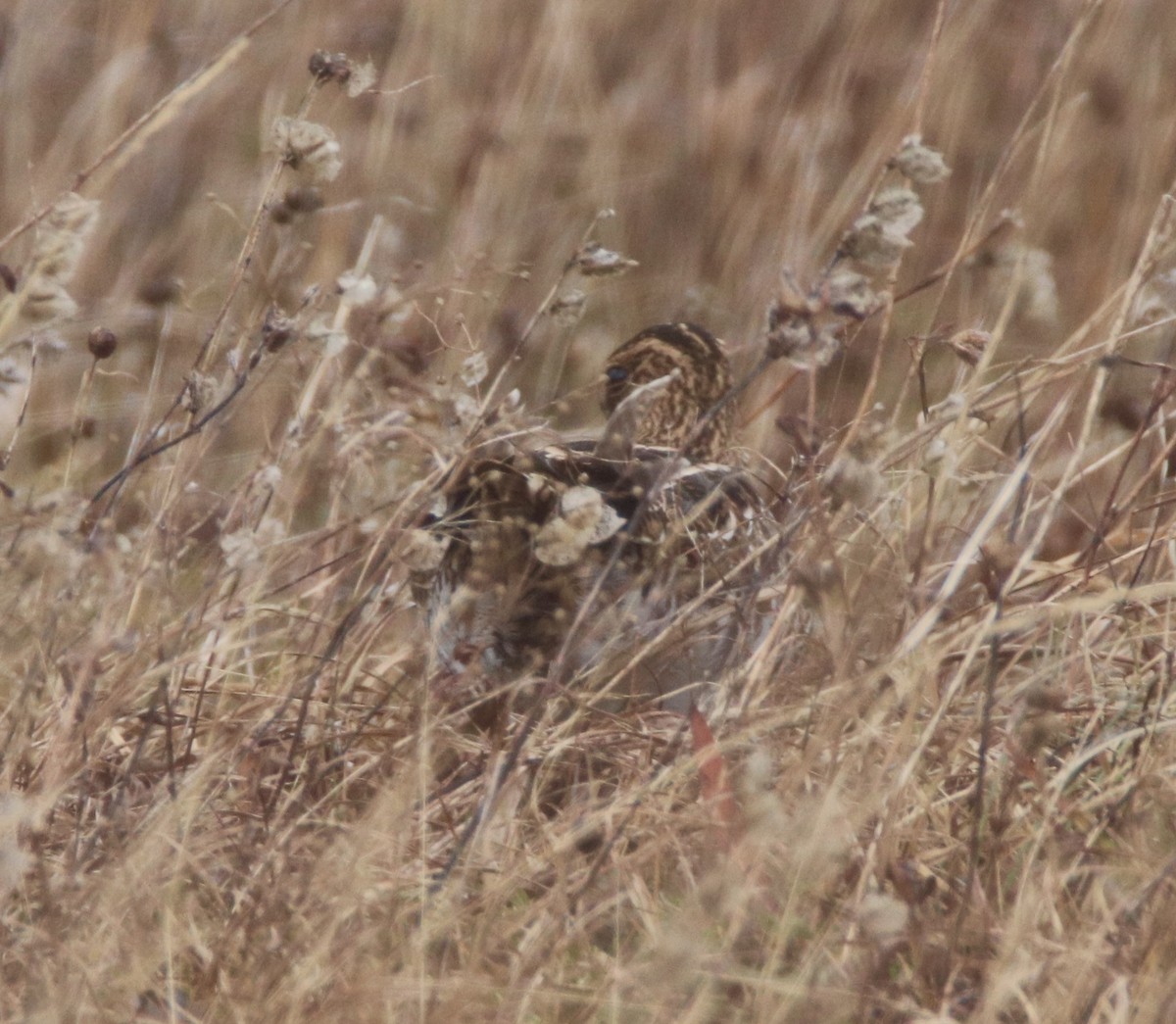 Wilson's Snipe - ML185544141