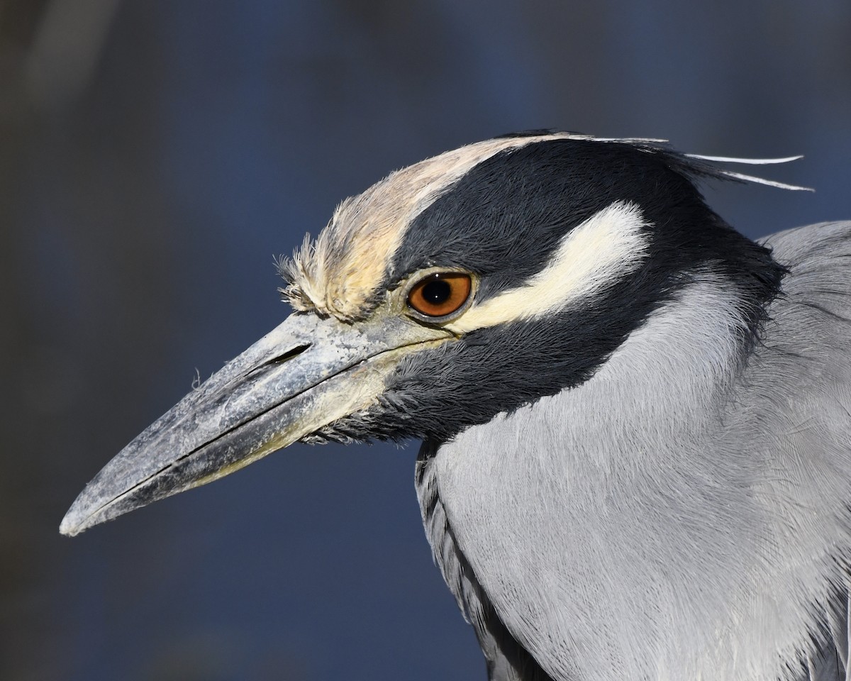 Yellow-crowned Night Heron - ML185547501