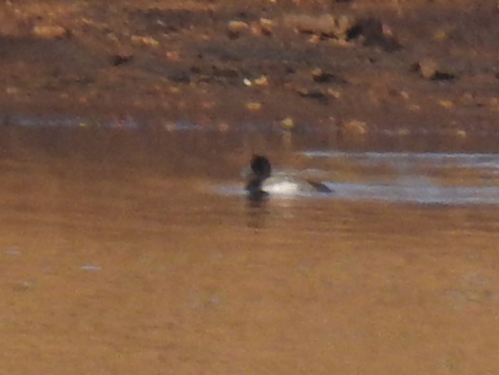 Greater/Lesser Scaup - Norman Edelen