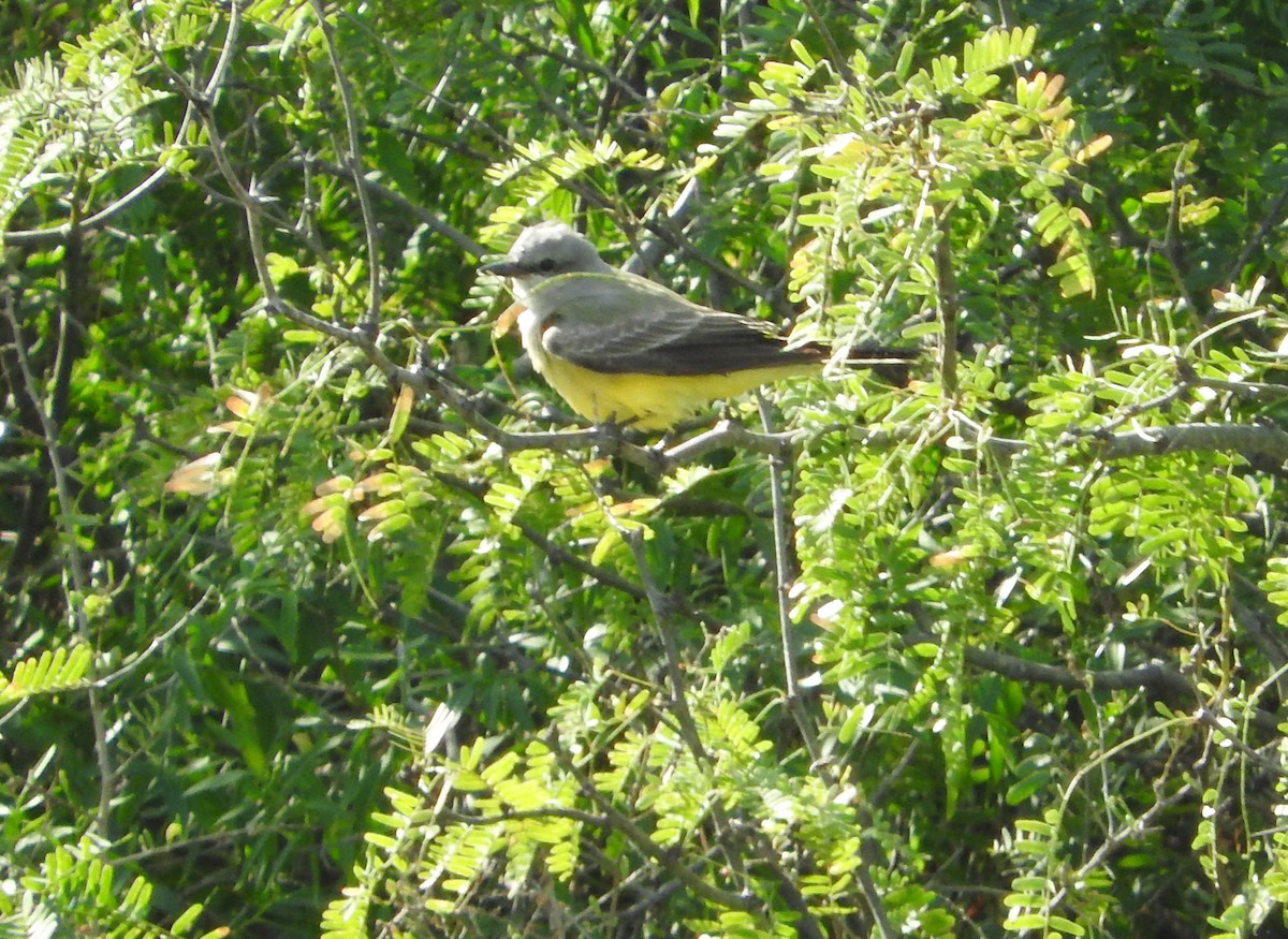 Western Kingbird - Mary Tannehill